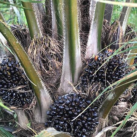 Kebun Sawit